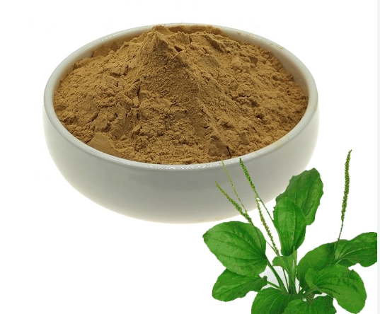 plantago major extract.png